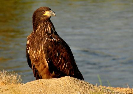 Bald Eagle