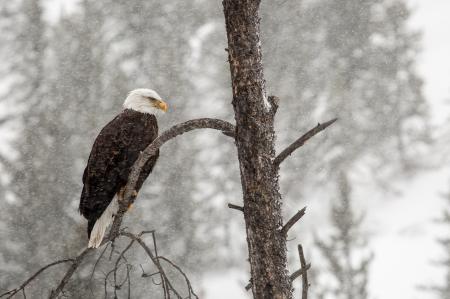 Bald Eagle