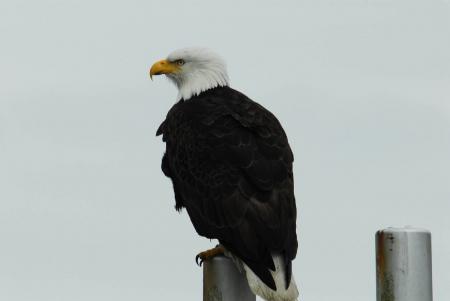 Bald Eagle