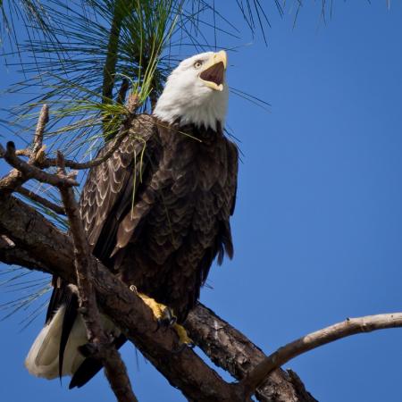 Bald Eagle