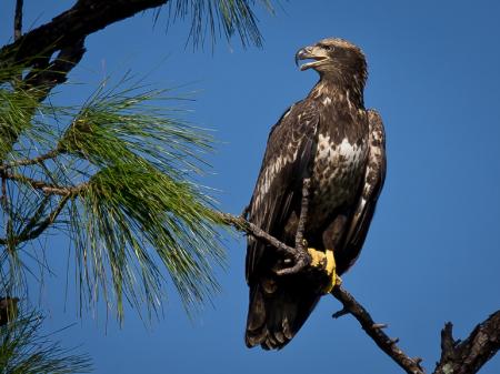 Bald Eagle