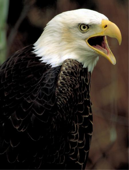 Bald Eagle