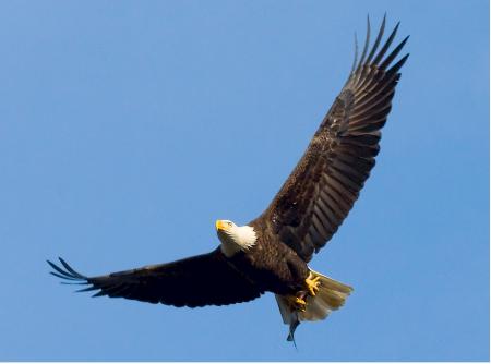 Bald Eagle