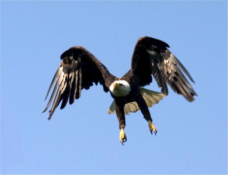 Bald Eagle