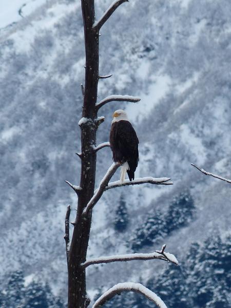 Bald Eagle