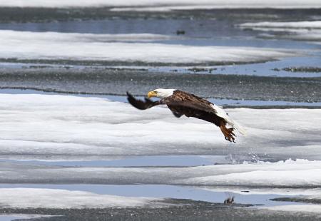 Bald Eagle