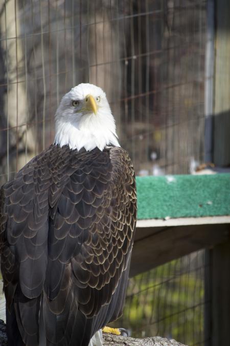 Bald Eagle