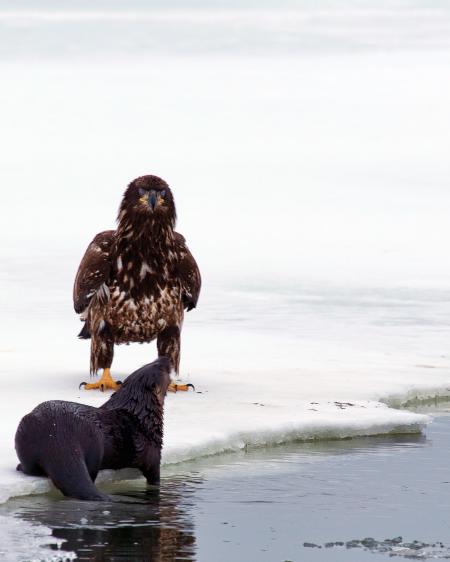 Bald Eagle and Otter