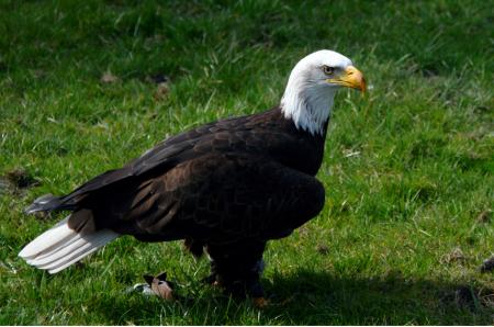 Bald Eagle on Green Grass