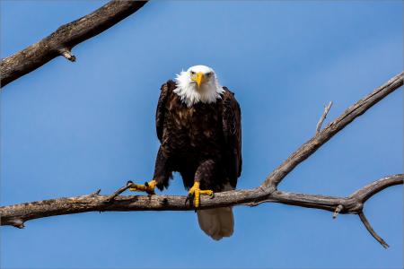 Bald Eagle on the Branch