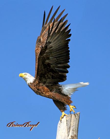 Bald Eagle Takingoff