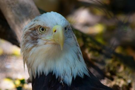 Bald eagle watches deep away intently