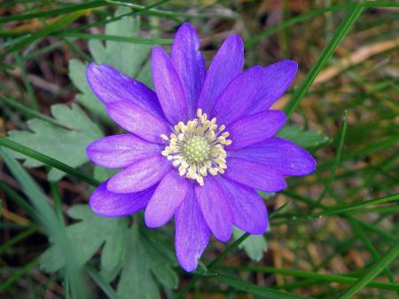 Balkan Anemone