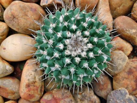 Ball Cactus with pebble stones