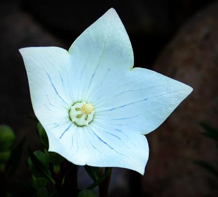 Balloon Flower