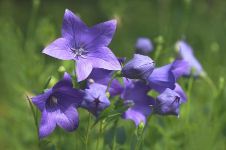 Balloon Flower