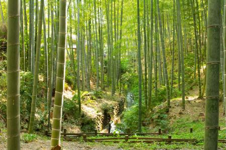 Bamboo Forest