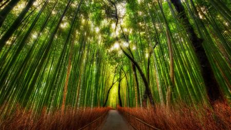 Bamboo Forest