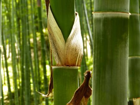 Bamboo Forest