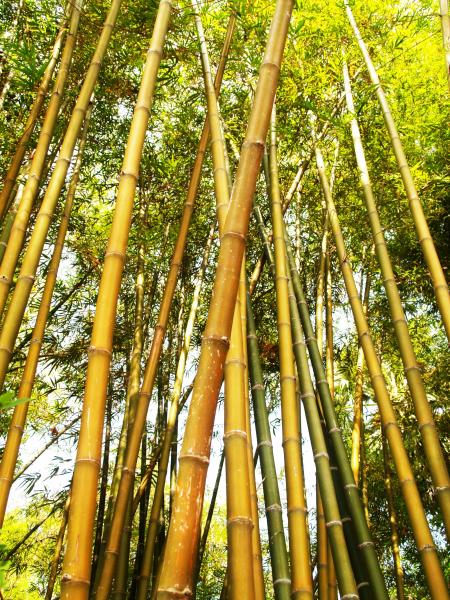 Bamboo Tree during Daytime