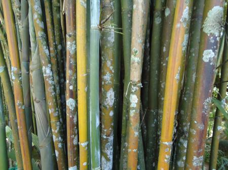 Bamboo with fungus