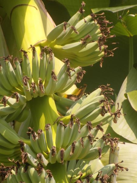 Banana Bunch
