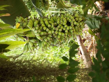 Banana Bunch Growing