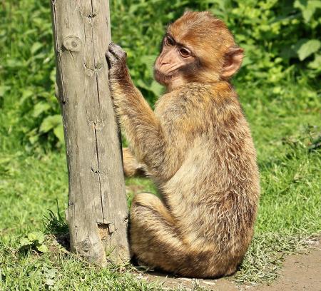 Barbary Ape