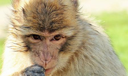 Barbary Ape