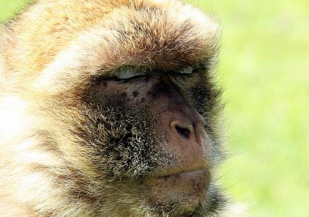 Barbary Ape