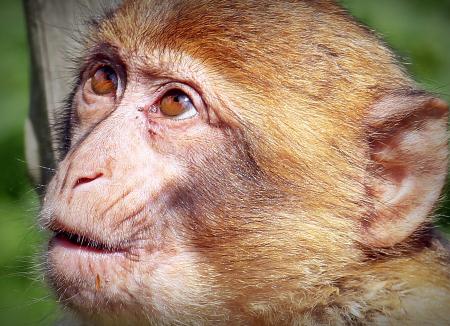 Barbary Ape