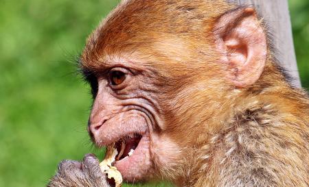 Barbary Ape