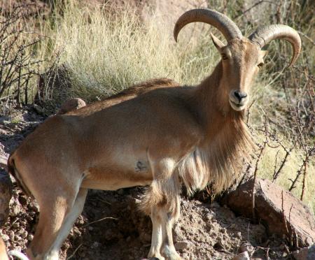 Barbary Sheep