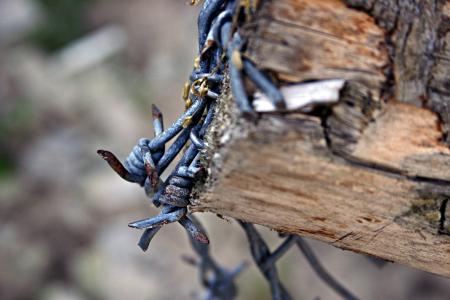 Barbed wire closeup