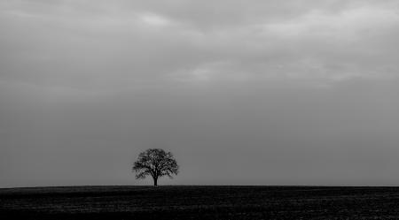 Bare Tree