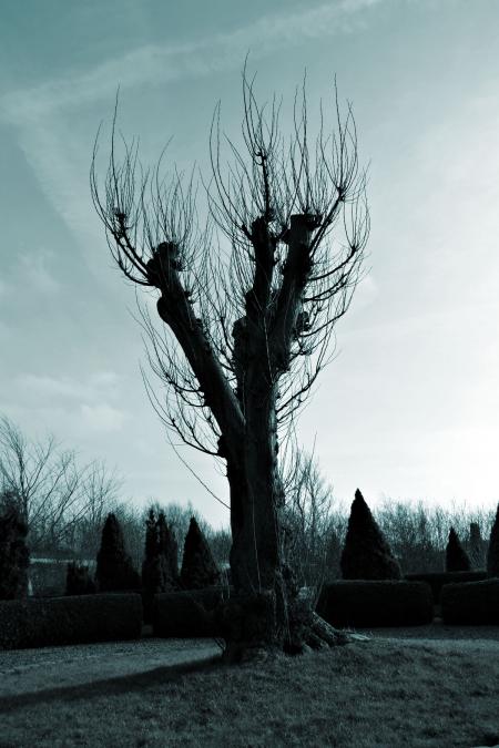 Bare tree against a bluish sky