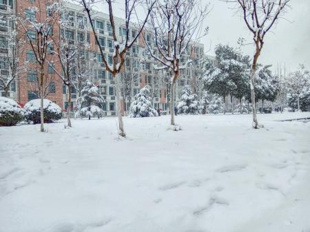 Bare Tree Covered With Snow