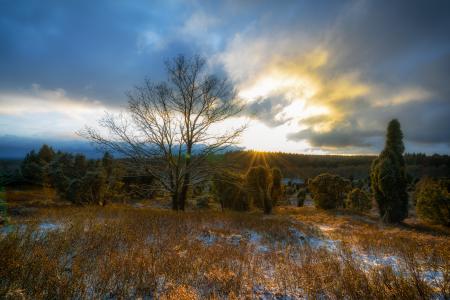 Bare Tree Surrounded by Green Tree during Sunrise