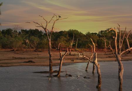 Bare Trees during Golden Hour