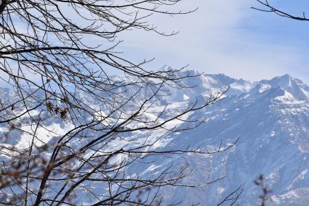 Bare Trees Near Mountain Covered With Snow