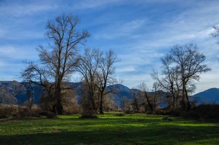 Bare Trees on Forest