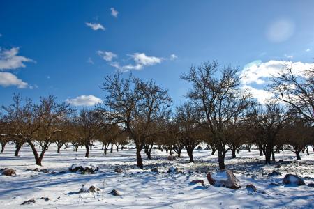 Bare Trees over Snow Ground Under Blue Cloudy Sky