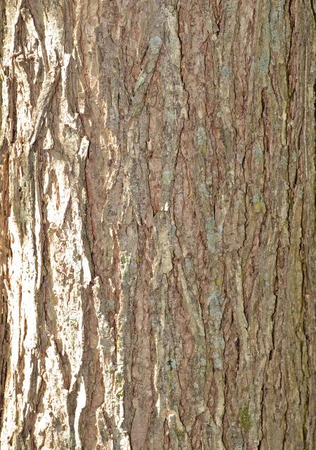 Bark of american elm