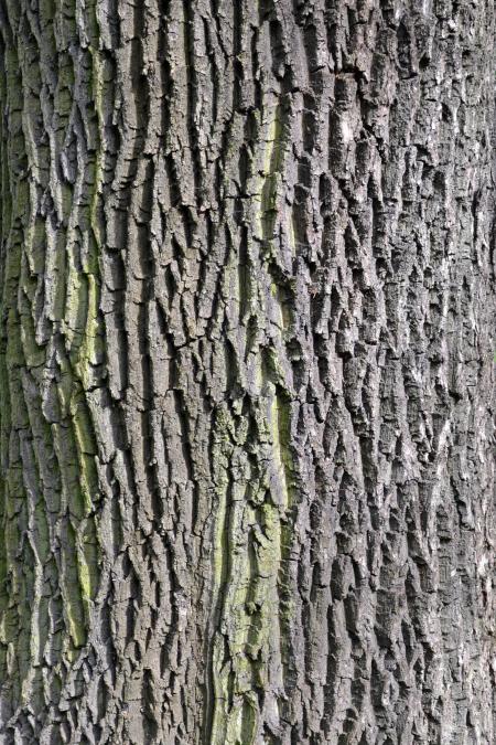 Bark of european ash
