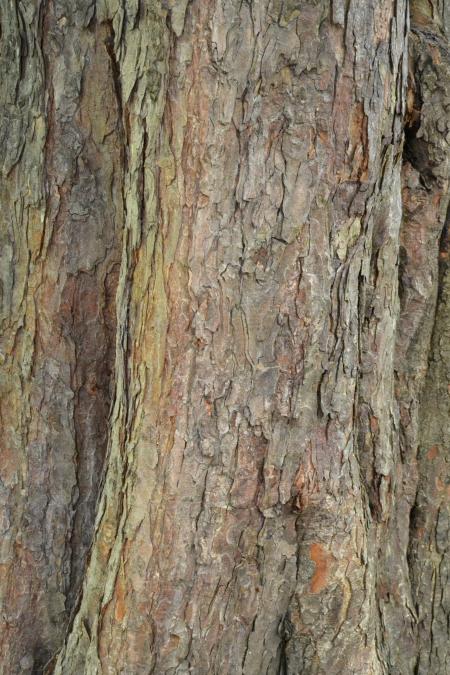 Bark of horse-chestnut