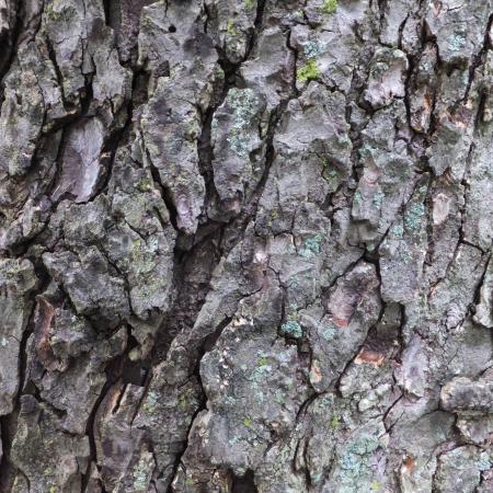 Bark of horse-chestnut
