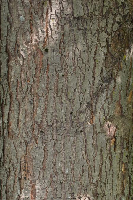 Bark of red maple