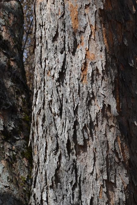 Bark of sycamore maple