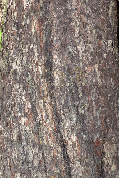 Bark of wild service tree