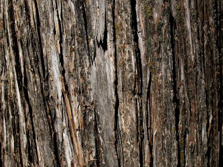 Wood Bark